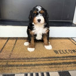 Boy 1 - Tri-color male Bernedoodle puppy in Nampa, Idaho from Boise Bernedoodles