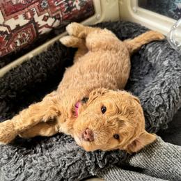 Girl 3 - Red female Bernedoodle puppy in Henrico, Virginia from Paws 4 Doodles, LLC