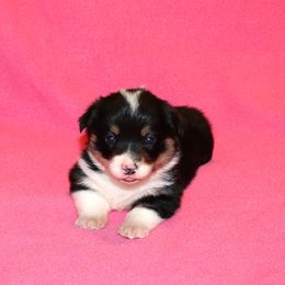 RF1 - Black and tan female Pembroke Welsh Corgi puppy in Texas from Wild West Corgis of Texas