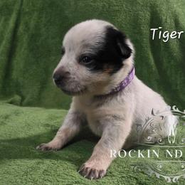 Tiger Lilly - Blue female Australian Cattle Dog puppy in Silsbee, Texas from Rockin ND Ranch