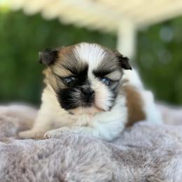 Girl 1 - Red and white female Shih Tzu puppy in Calimesa, California from Little Mountain’s Shih Tzus