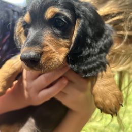Dachshund Puppies from Pigeon Hill Dachshunds