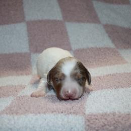 Jessie - Dapple female Dachshund puppy in Lebanon, Tennessee from Thomas Dachshunds