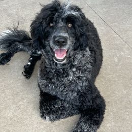 Portuguese Water Dog puppies from Stacy's PWD Portuguese Water Dogs