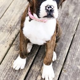 Boxer Puppies from Mount Juliet Boxers of Nabors