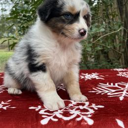 Opal - Blue merle female Australian Shepherd puppy in Alvin, Texas from Oasis Australian Shepherd
