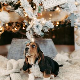 Basset Hound and Dalmatian Puppies from Lazy B Bassets and Dalmatians