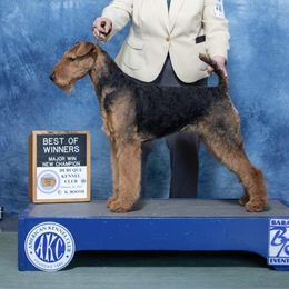 Airedale Terrier Puppies from Mystic’s Airedales