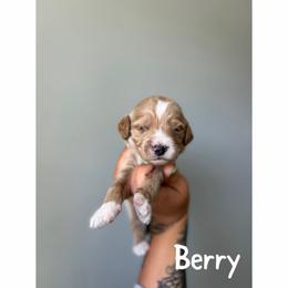 Berry - Apricot male Goldendoodle puppy in Smithfield, Kentucky from KBK9 Kennels