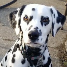 Dalmatians from Legacy Dalmatians