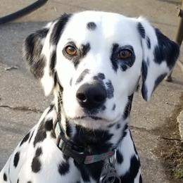 Dalmatians from Legacy Dalmatians