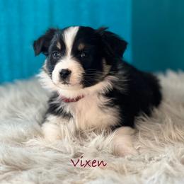 Vixen - Black tri-color female Australian Shepherd puppy in Howardsville, Virginia from Spectacular Aussies and Cavaliers