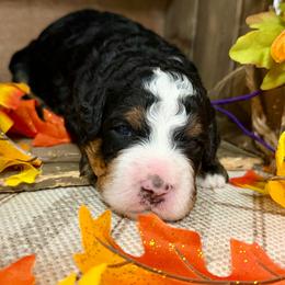 Cardigan - Tri-color female Bernedoodle puppy in Gilbert, Arizona from The Berne Barn... it’s a Doodle thing!