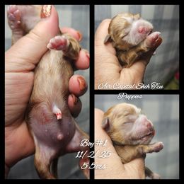 Blitzen - Cream and white male Shih Tzu puppy in Maize, Kansas from Air Capital Shih Tzu Puppies