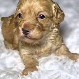 Jolly - Buff female Cockapoo puppy in West Point, Mississippi from Golden Paws