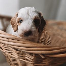 Orion - Parti male Goldendoodle puppy in Austin, Texas from Cedarcrest Goldendoodles