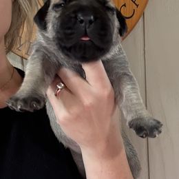 No Collar Fawn - Fawn male Boerboel puppy in Manitowoc, Wisconsin from Mae Boerboel