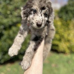 Charm - Red merle female Aussiedoodle puppy in Claremont, North Carolina from Magnolia Grove Farms