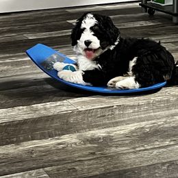 Bernedoodle Puppies from Vidadoodle