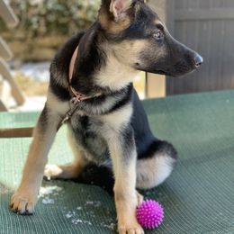 German Shepherd and White Shepherd Puppies from Scenic Creek German Shepherds