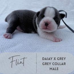 Flint - Blue male Boston Terrier puppy in West Jefferson, Ohio from Kline Kennels