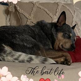 Australian Cattle Dogs from 4Directions Cattle Dogs