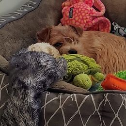 Airedale Terriers, Lakeland Terriers, and Norfolk Terriers from Hi-Kel Terrydale Lakeland Terriers and Terrydale HK Airedales & Norfolk Terriers
