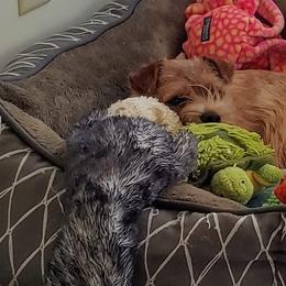 Airedale Terriers, Lakeland Terriers, and Norfolk Terriers from Hi-Kel Terrydale Lakeland Terriers and Terrydale HK Airedales & Norfolk Terriers