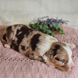 Randall - Red merle male Australian Shepherd puppy in Mountain Grove, Missouri from K Bar H Farms