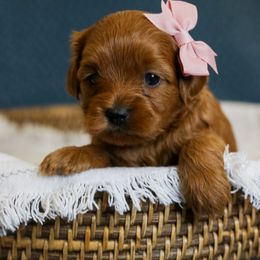 Dolly - Sable female Cavapoo puppy in Payson, Utah from Little Diamond Doodles