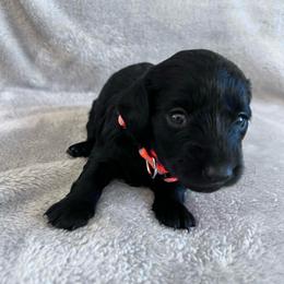 Juliet - Black female Dachshund puppy in Ocala, Florida from Weenie Boops