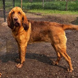 Bloodhound puppies from Sandhill Hounds of Nebraska