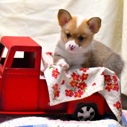 Pembroke Welsh Corgi Puppies from Rhone River Farm Pembroke Welsh Corgis