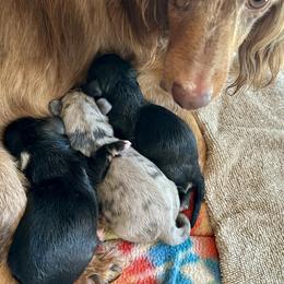 Dachshund Puppies from 3B Doxies
