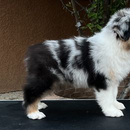 Australian Shepherd Puppies from Imagine Australian Shepherds