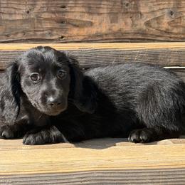Sarah - Black female Dachshund puppy in Muldrow, Oklahoma from Sassy Sausage Dogs