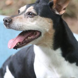 Teddy Roosevelt Terriers from Barnett’s Rambling Terriers