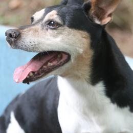 Teddy Roosevelt Terriers from Barnett’s Rambling Terriers