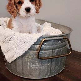 Cavalier King Charles Spaniel Puppies from Royalton Cavaliers