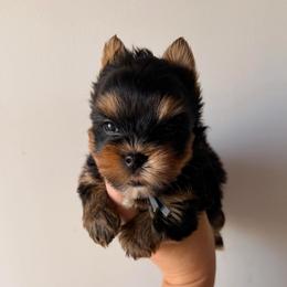 Kovu Christmas Special - Black and tan male Yorkshire Terrier puppy in Georgia from Nalley Kennels