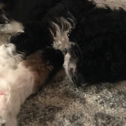 Bernedoodle and Poodle Puppies from Sunset Family Farm