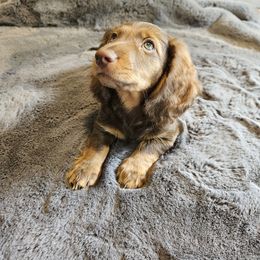 Dachshund Puppies from butter beans babies