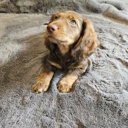 Dachshund Puppies from butter beans babies