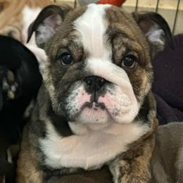 Jim - Brindle male Bulldog puppy in Caledonia, New York from Raise The Woof Bulldogs