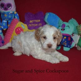 King Stefan - Buff and white male Cockapoo puppy in Hopkins, South Carolina from Sugar and Spice Cockapoos