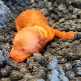 Berlioz - Apricot male Poodle puppy in San Tan Valley, Arizona from Desert Storm Poodles