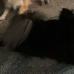 Diamond - Pomeranian