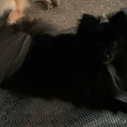 Diamond - Pomeranian