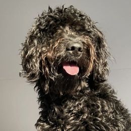 Goldendoodles from Cute Coyotes of Barrington Hills