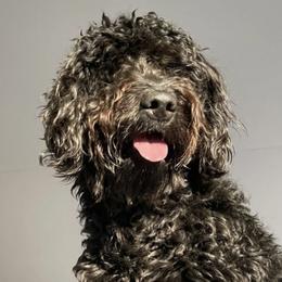 Goldendoodles from Cute Coyotes of Barrington Hills